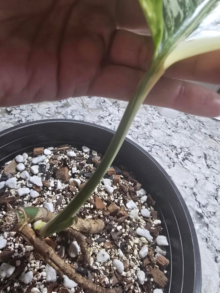 Jungle Mint GP help please