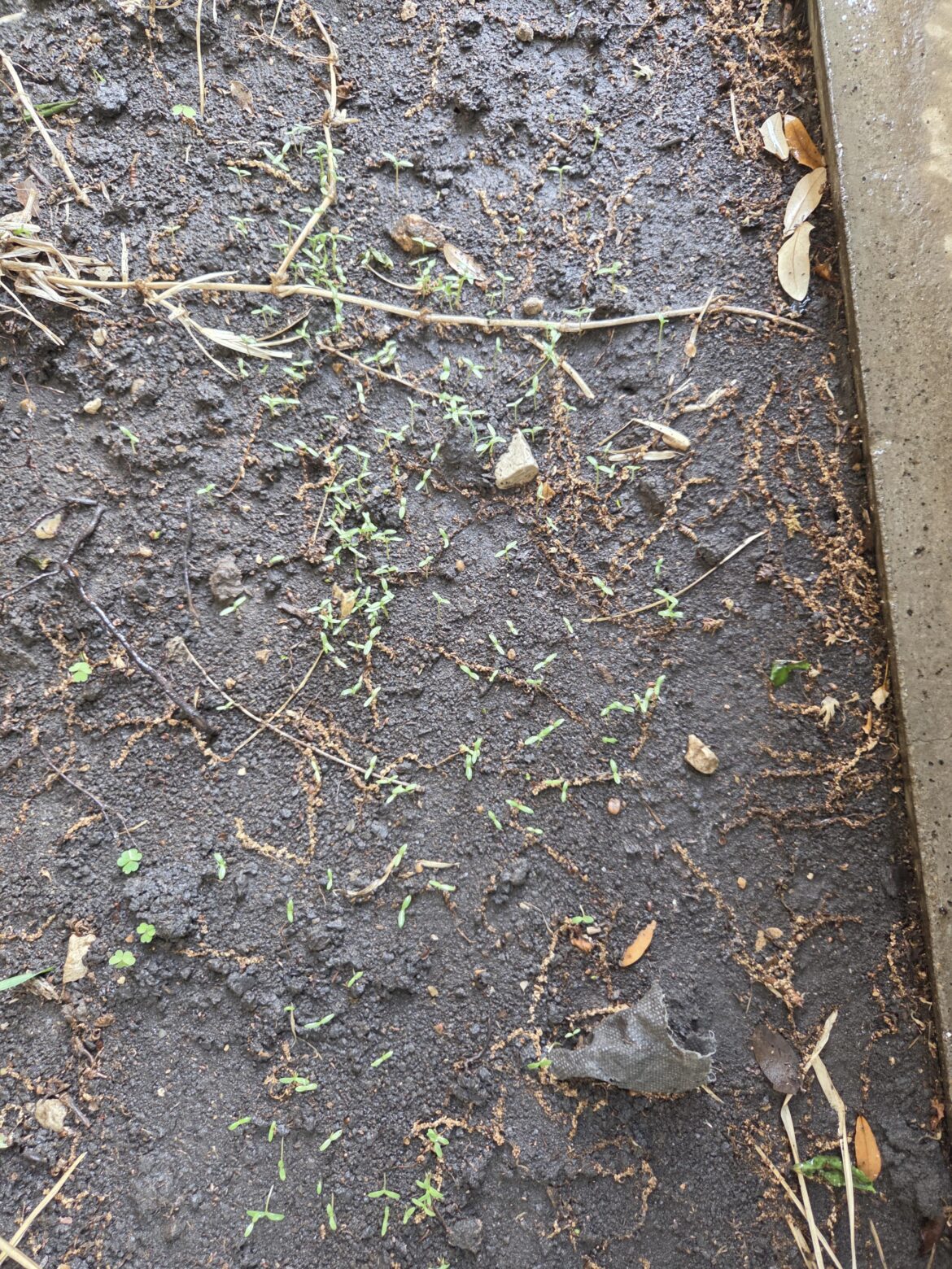 When / if / how to thin native wildflowers? (standing cypress) When / if / how to thin native wildflowers? (standing cypress)