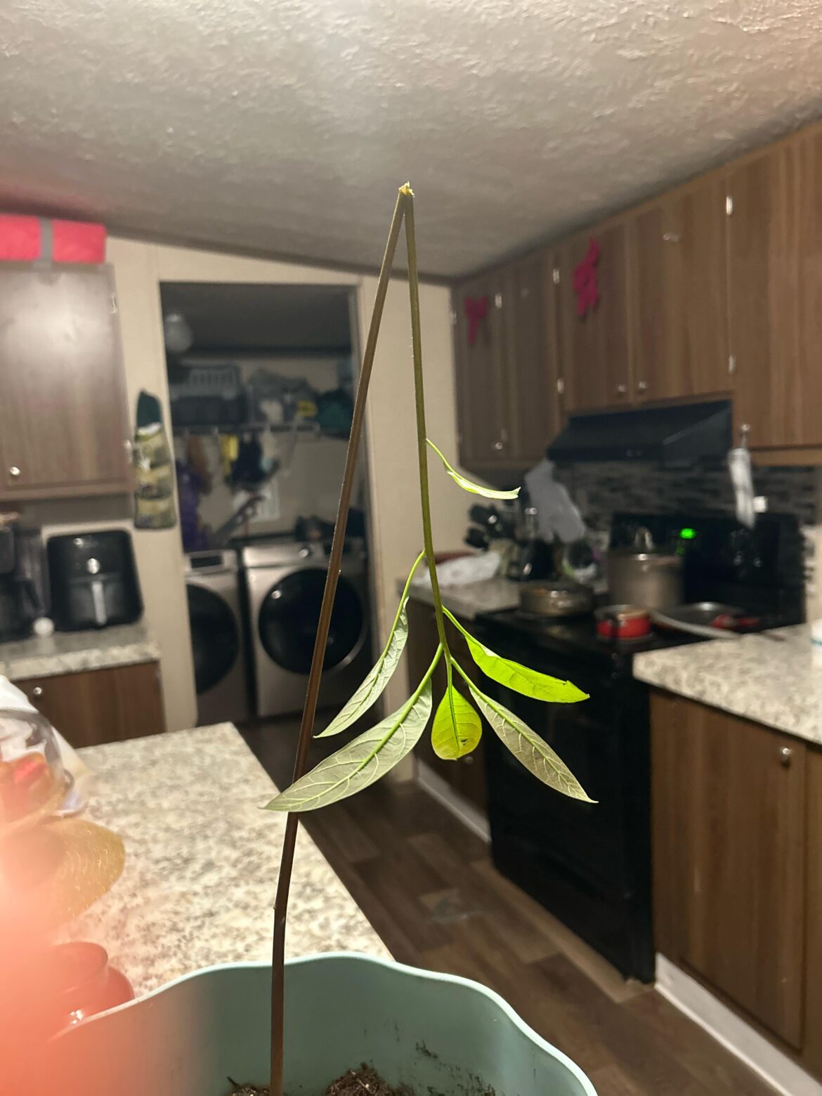 PANIC PANIC I DONT KNOW WHAT HAPPENED I TURNED AROUND AND MY CAT WAS SNIFFING THIS BUT IT WAS SNAPPD IN HALF! CAN IT BE SAVED?!