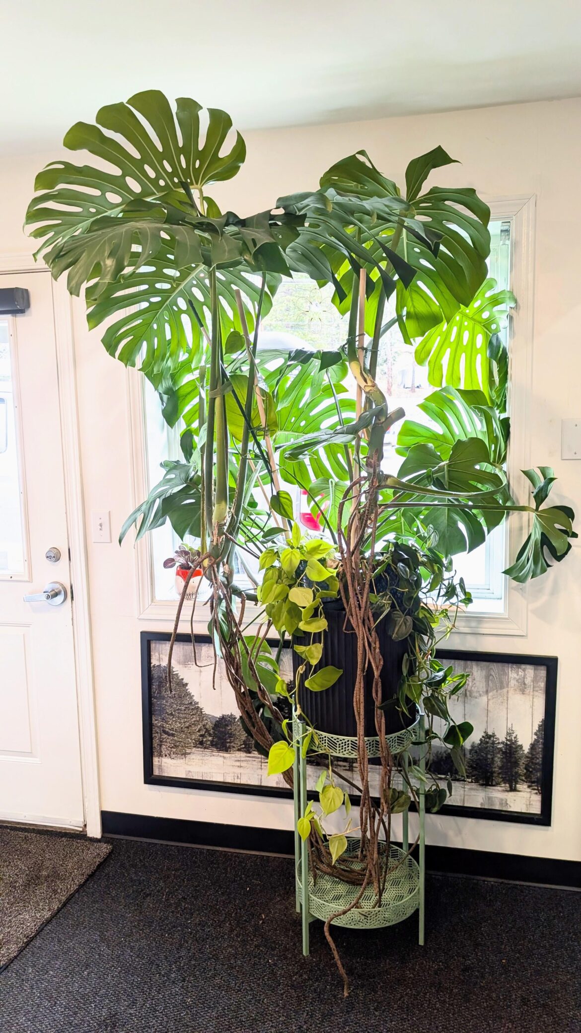 My office baby 💖 gave her some new support today . She still needs to find her way back with her leaves .