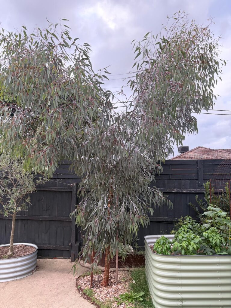Split tree… leave or chop ?