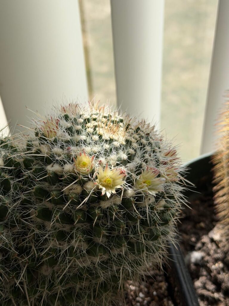 Help identifying