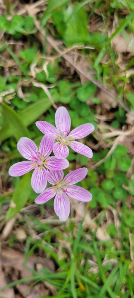 These are popping up all over my yard.