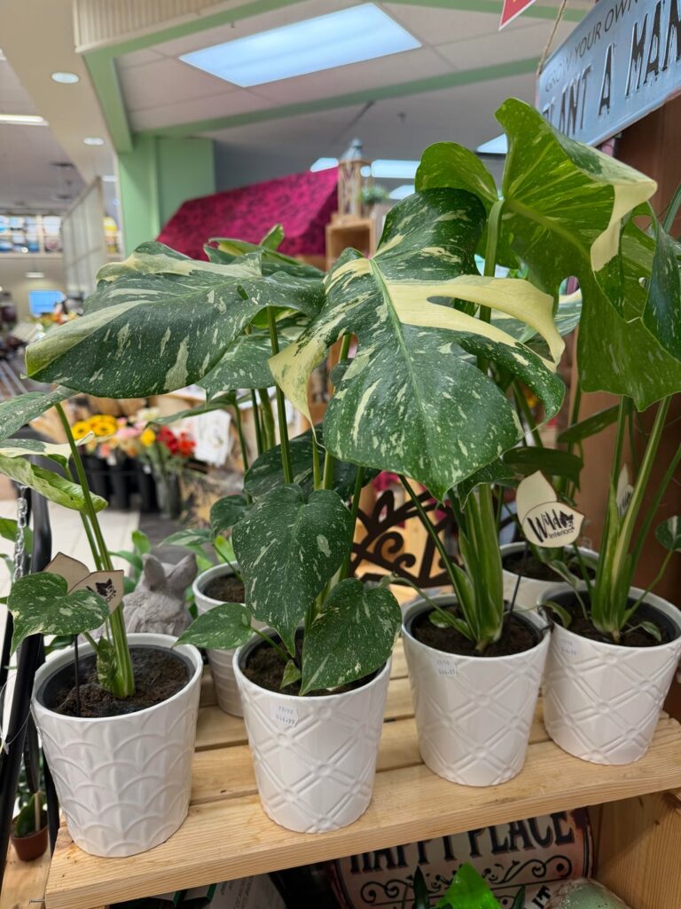 Is this price high?