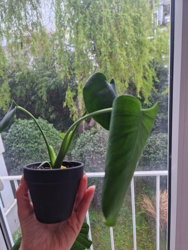 Sad/droopy baby monsteras, please help?