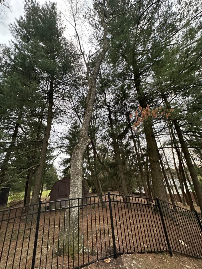 Fence company dug a post in a large tree root, is the tree going to be unstable ? South West PA