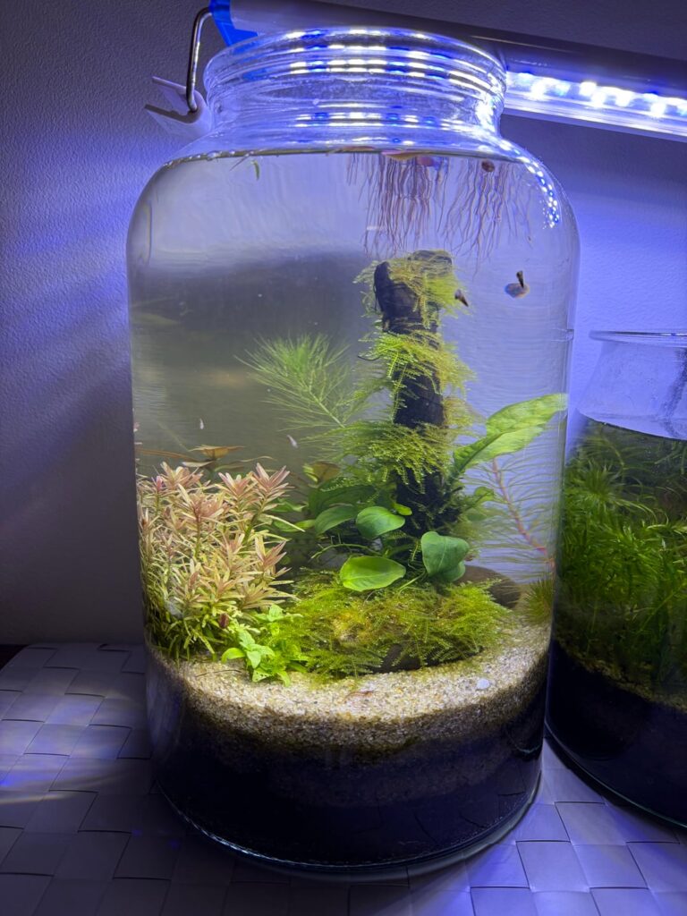 5.6 L Walstad Jar – 2 Month Evolution (After and Before) 5.6 L Walstad Jar - 2 Month Evolution (After and Before)