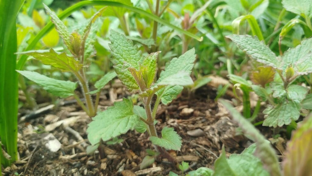 Mint Variety?