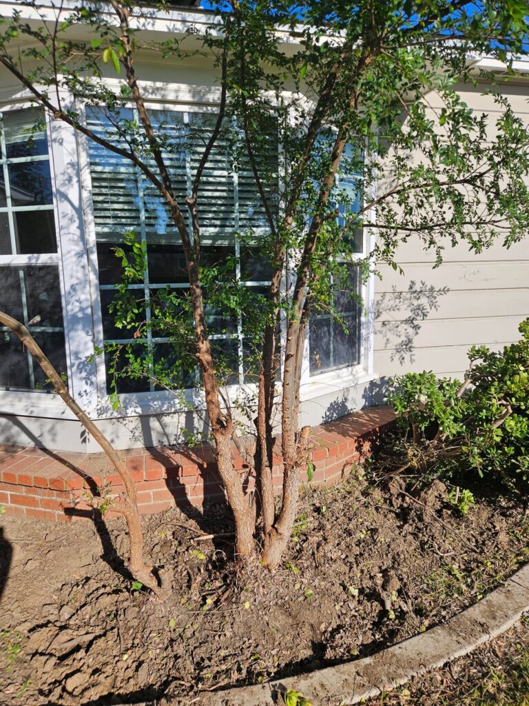 Will this grow to be a problem once transplanted? Will this grow to be a problem once transplanted?