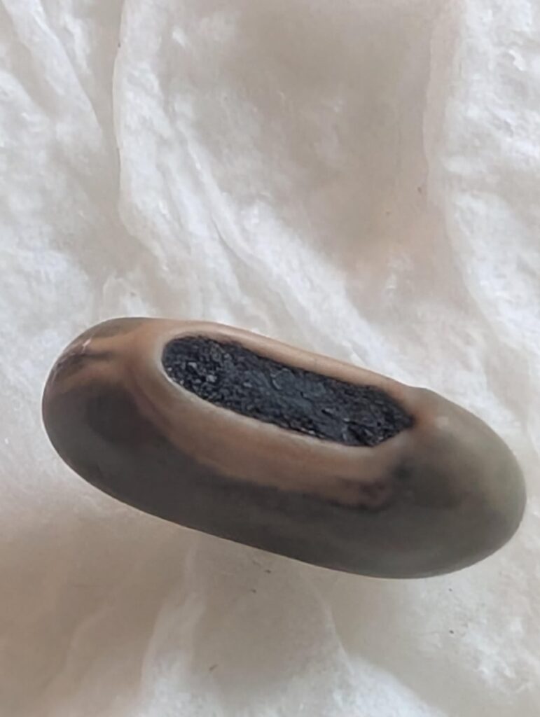 Mystery bean/seed?