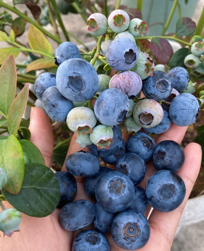 Garden gems.