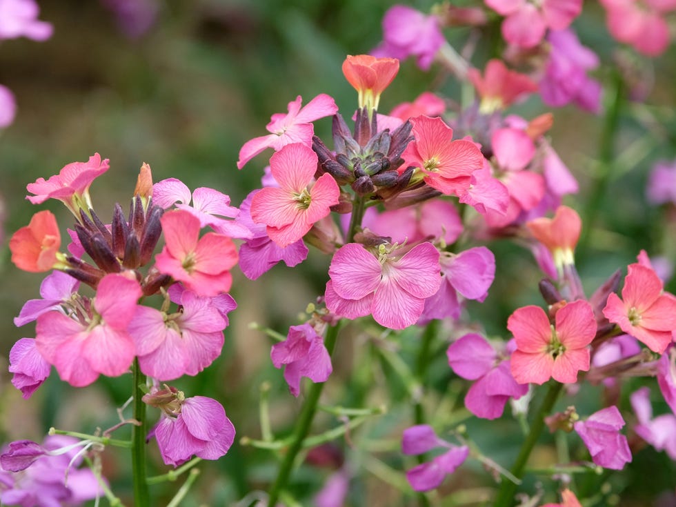 pink and red erysimum wallflower constant cheer in flower.
