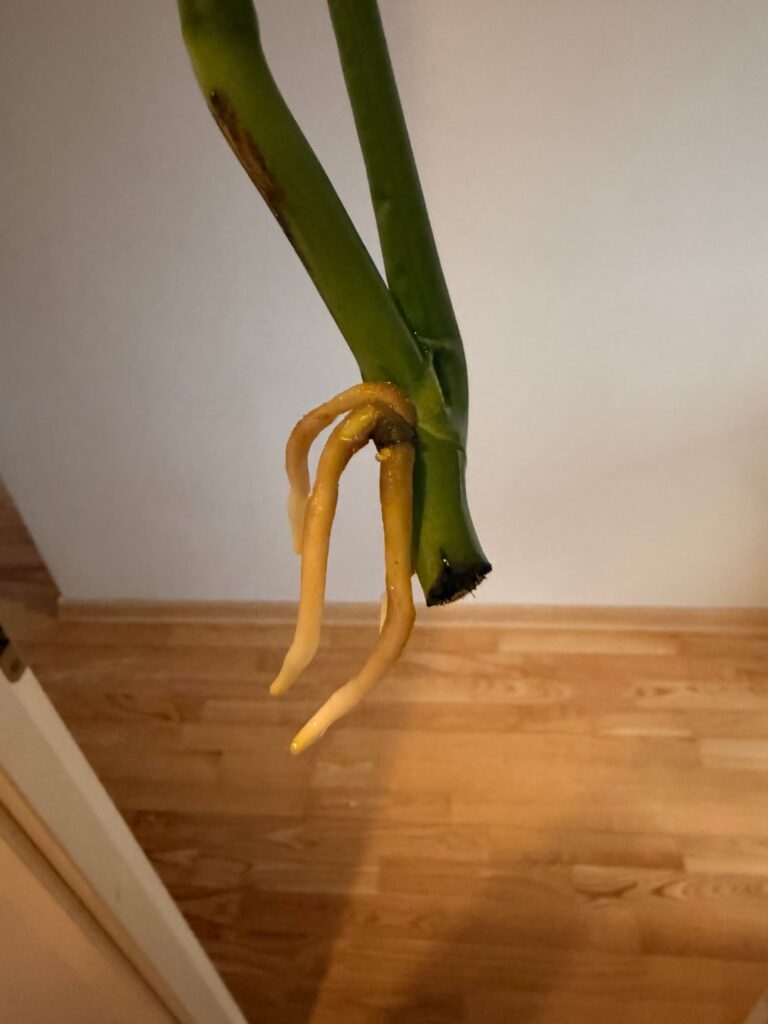 roots!