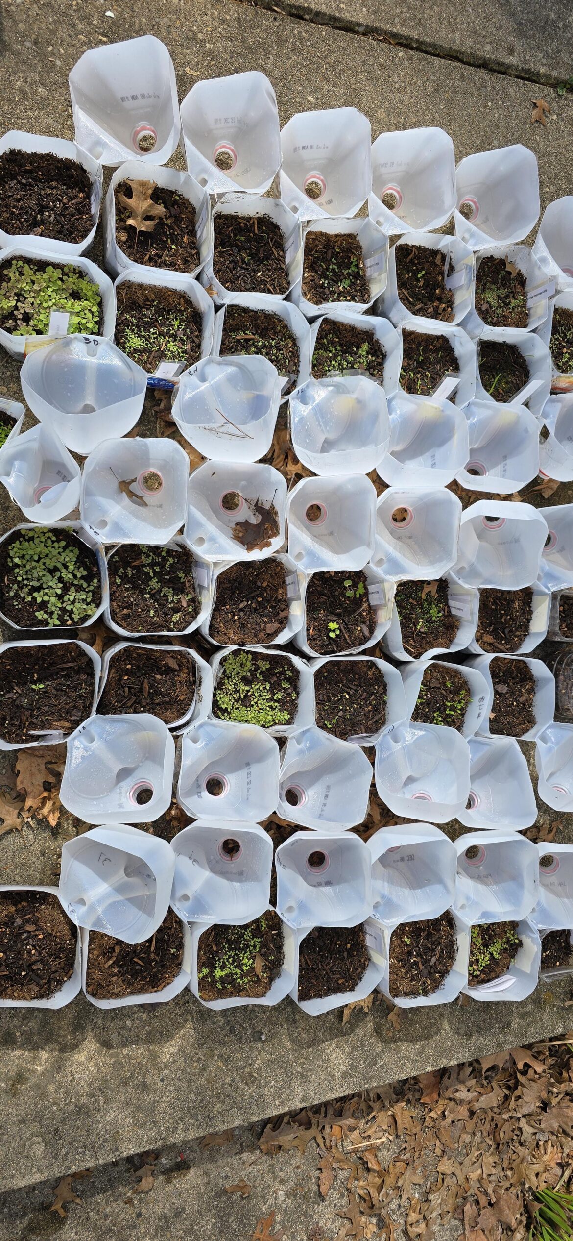 Free the Seedlings!