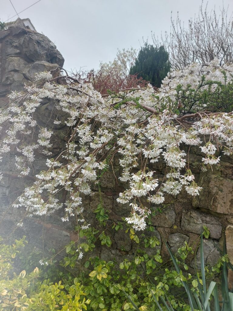 Beautiful tree that overhangs someone's wall