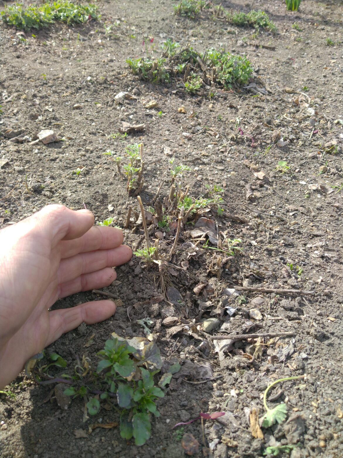 Day 4 – Hand weeding and unexpected growth