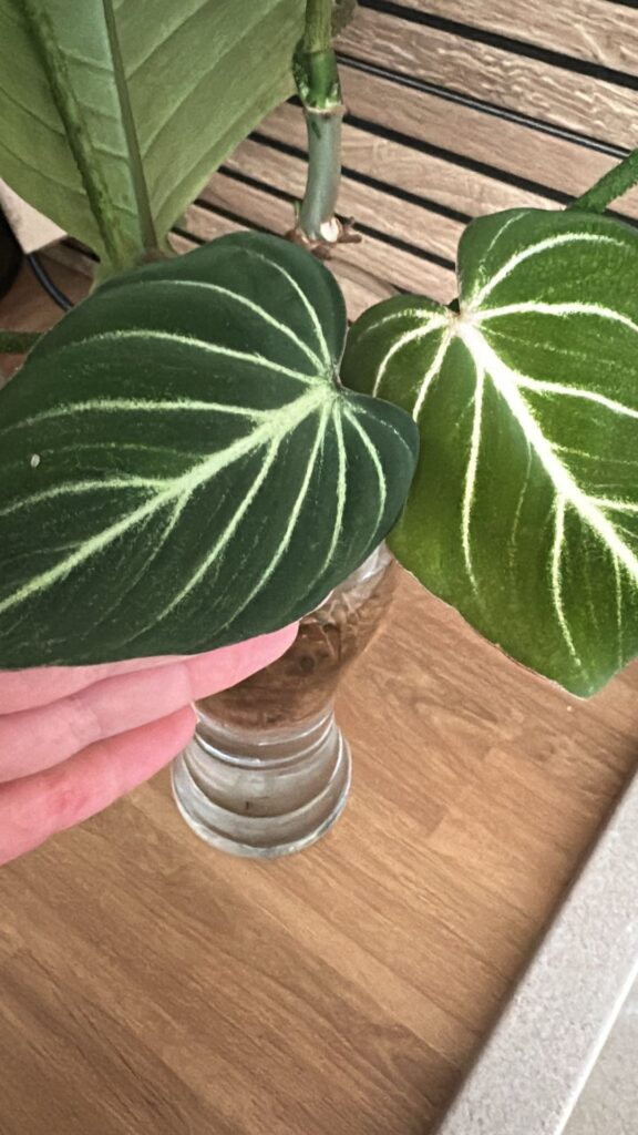 I got 3 cuttings, what are they