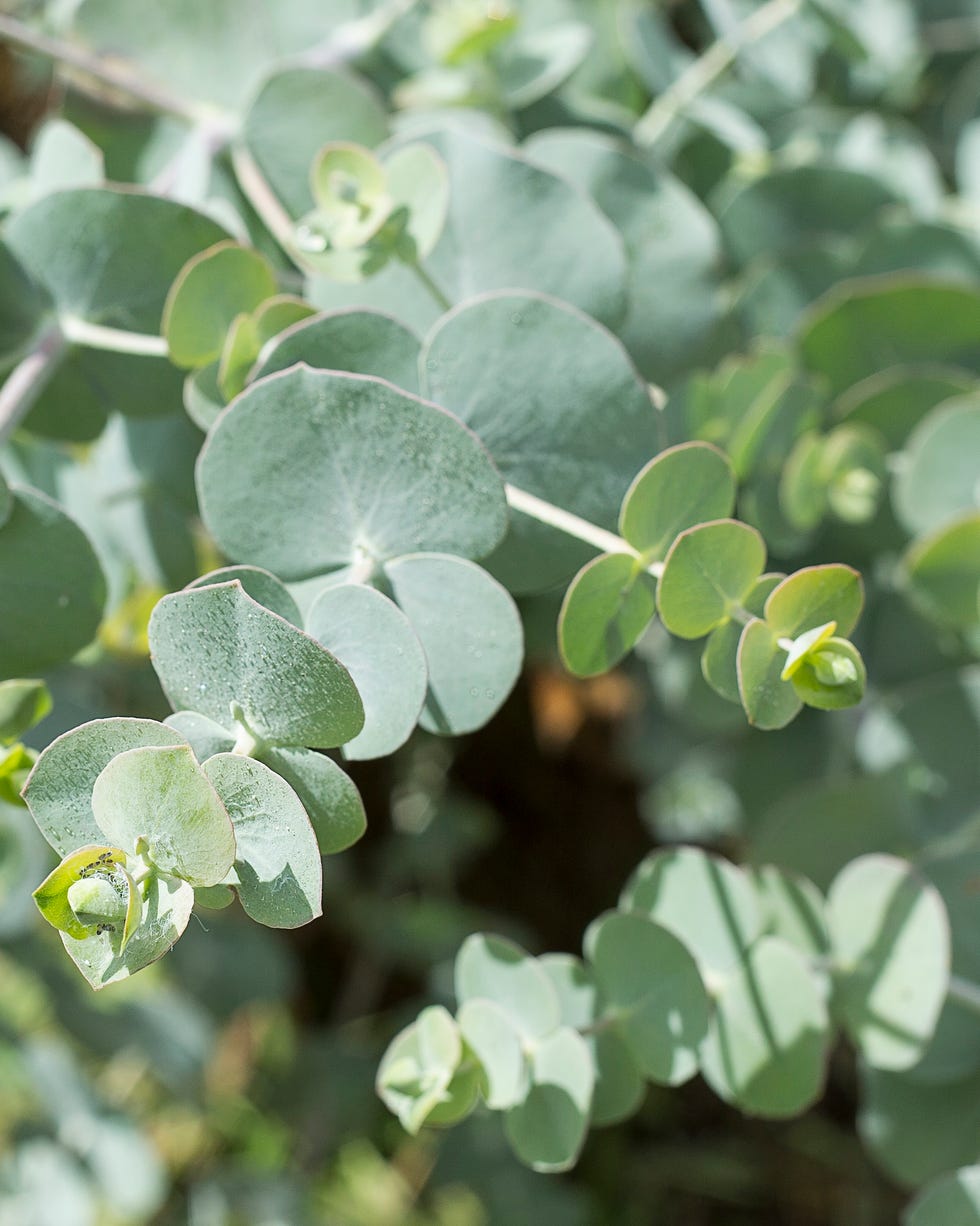 medicinal leaves of eucalyptus pulverulenta leaves