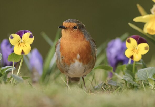 European robin perched in spring flowers in garden.