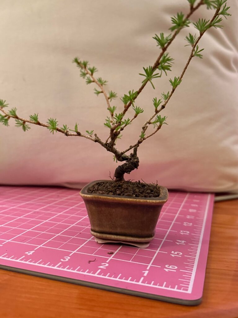 Mame larch styling helps Mame larch styling helps