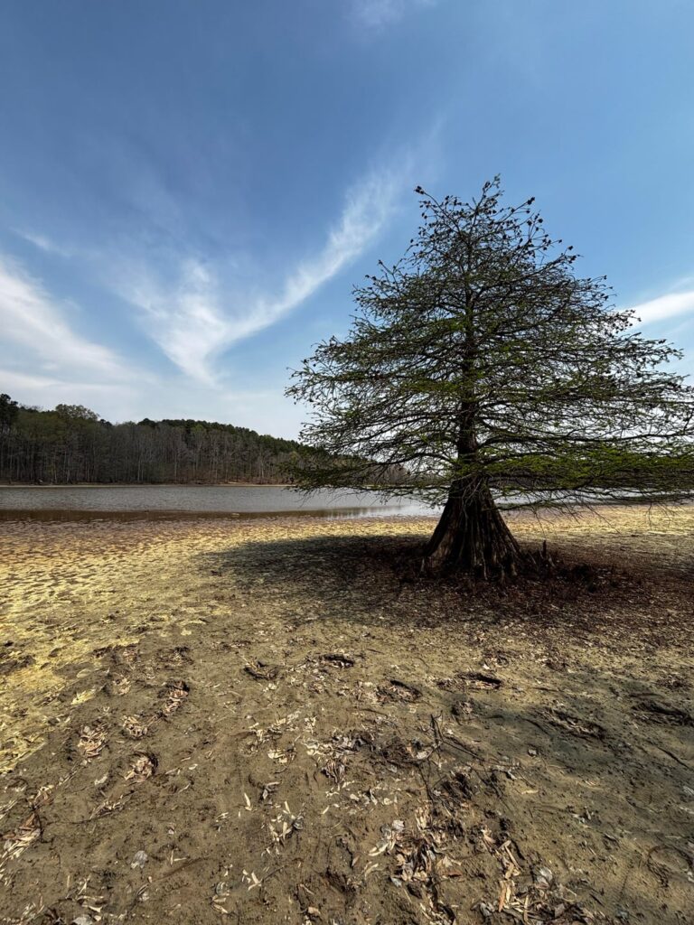 What kind of tree is this??