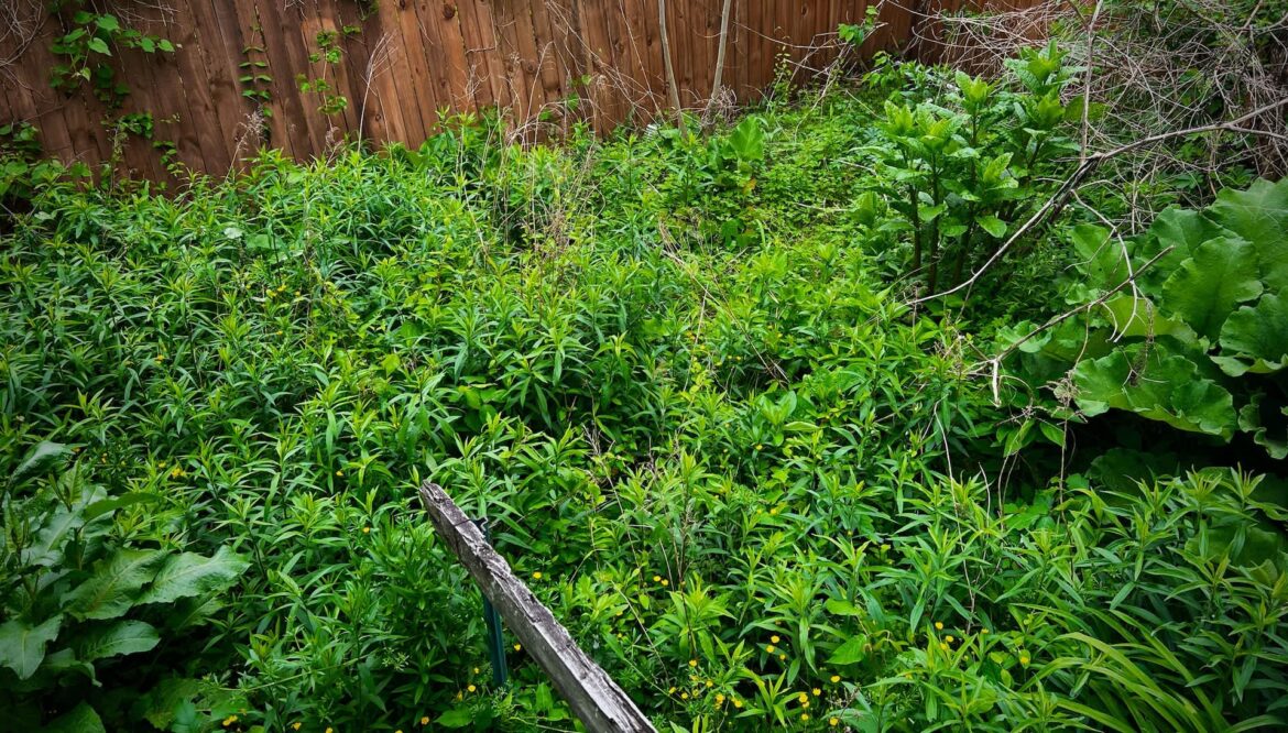 One gardener's laidback approach certainly paid off in the form of some entertaining visitors as they shared in the r/fucklawns subreddit.