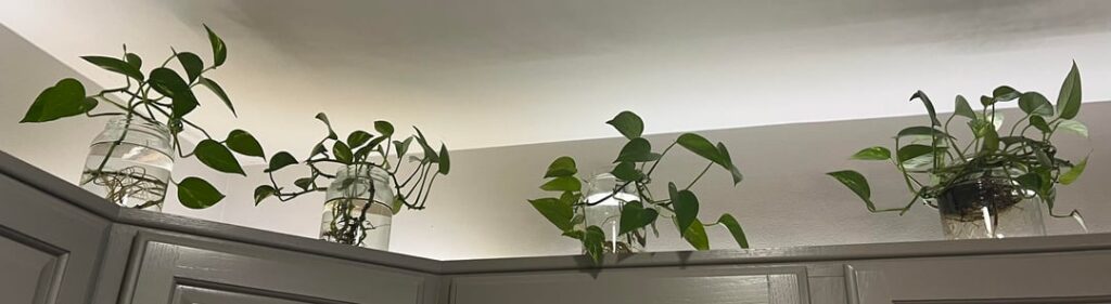 Lifelong Water Pothos? Lifelong Water Pothos?