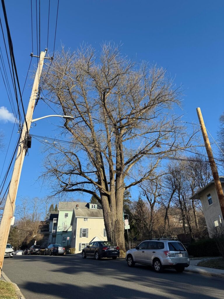 biggest ginkgo i've seen