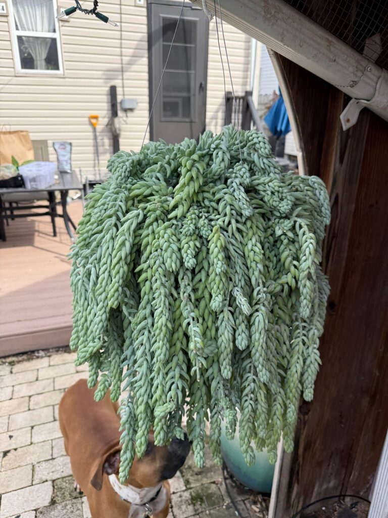 Got this baby for $30!