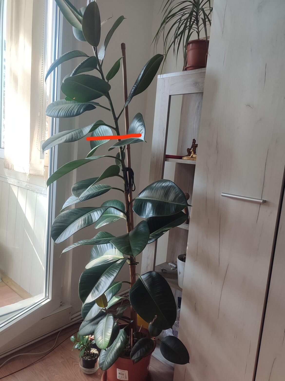 Pruning help