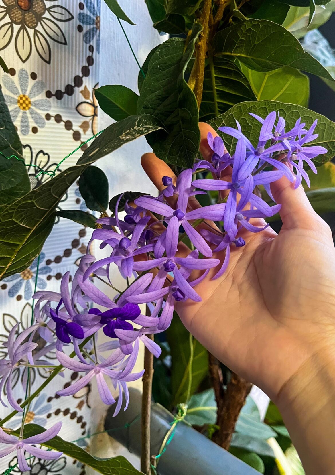 my balcony keep surprising me every day… today it was this 🌸