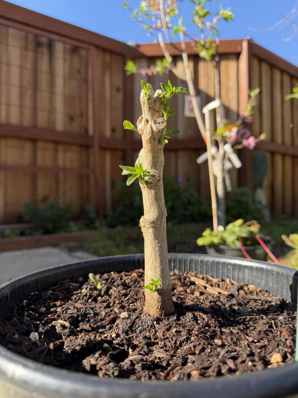 First time overwintering a pepper!