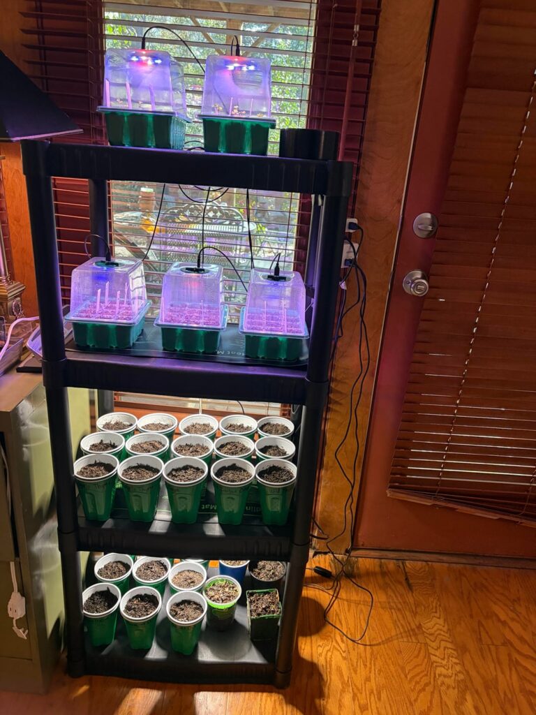 First time starting with seeds!
