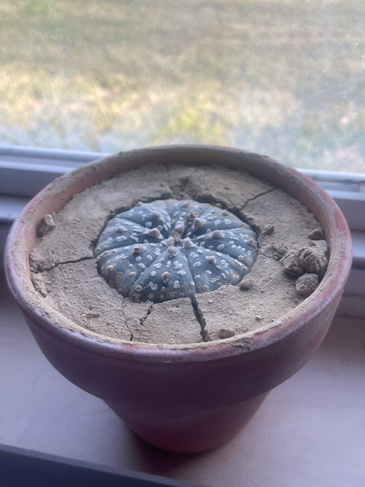 Astrophytum asterias habitat staging