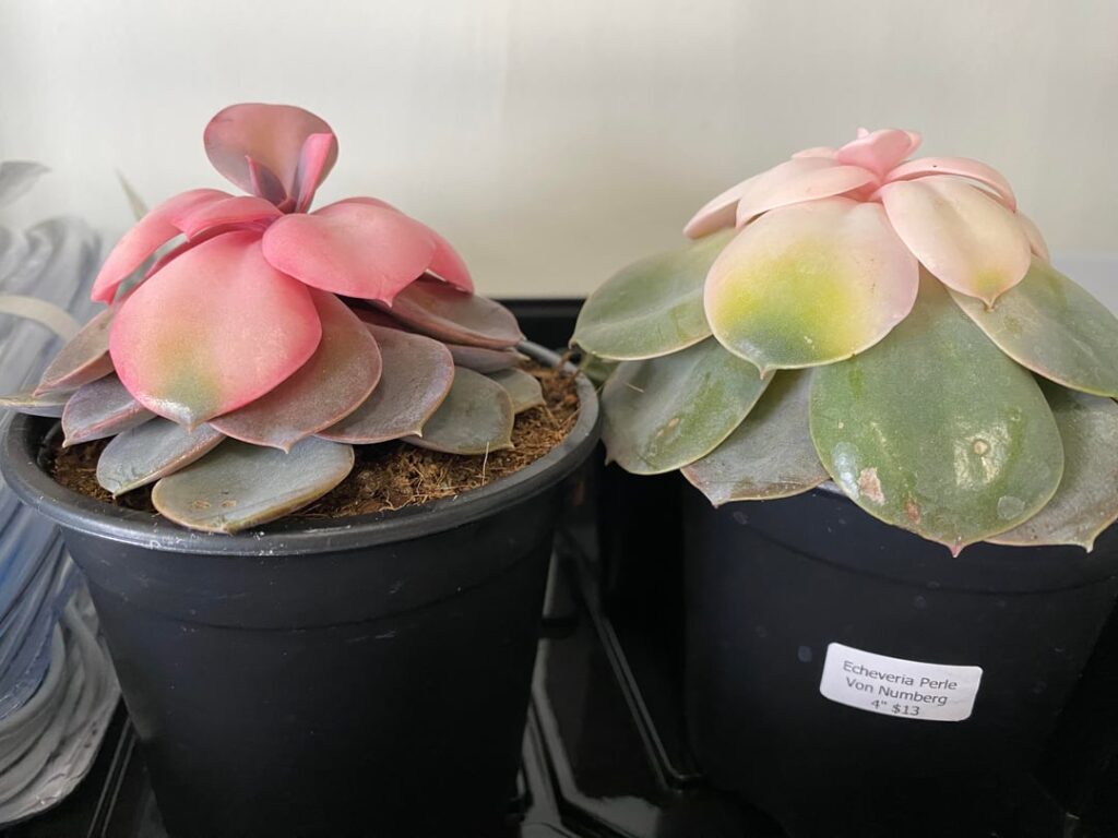 What’s causing the white on these [lovely] Perle Vin Nurnbergs?