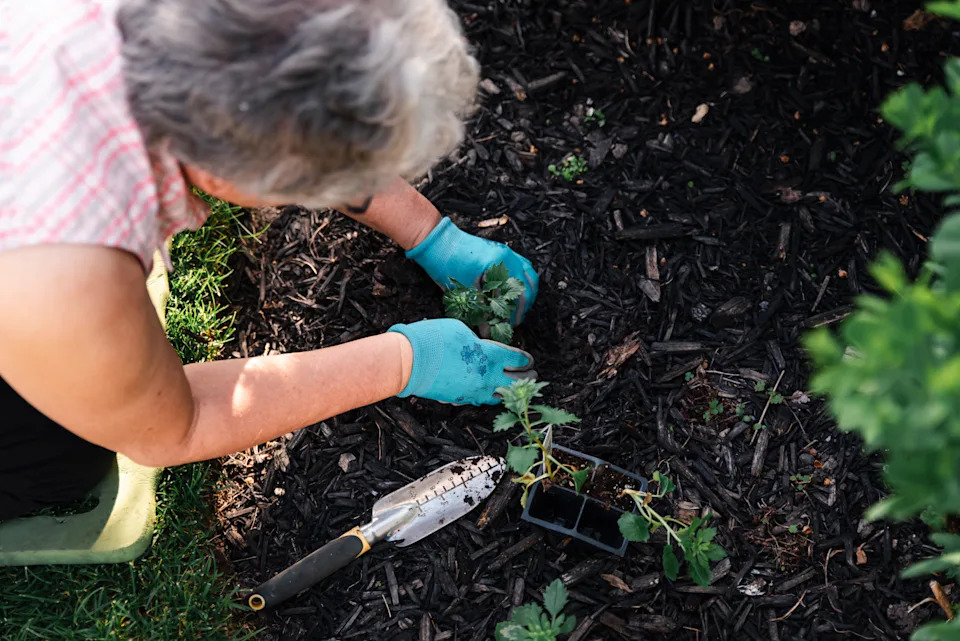 Overhead shot of woman planting a young sapling in a garden bed.