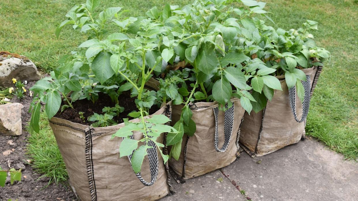 Growing potatoes in the garden, potatoes growing in bags