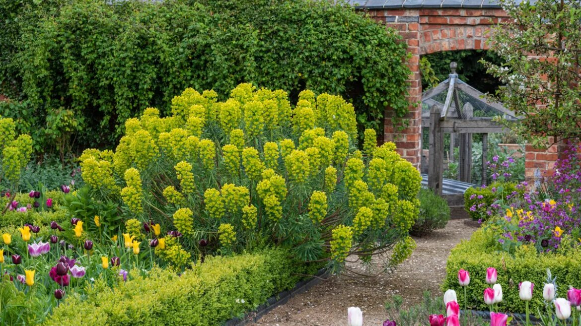 The nine best euphorbias for bright and zingy flowers The nine best euphorbias for bright and zingy flowers