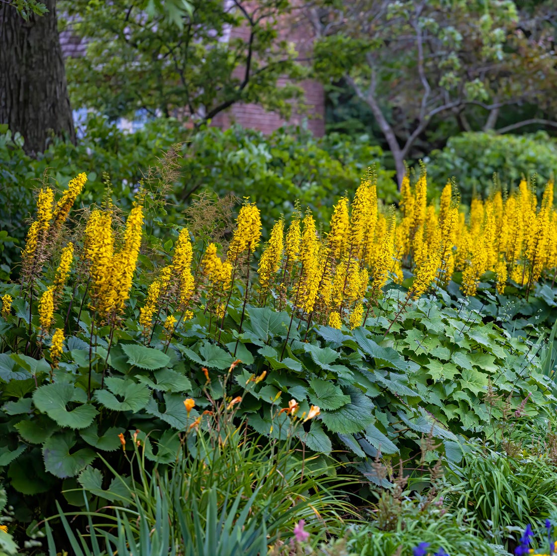 the rocket golden ray (ligularia stenocephala)