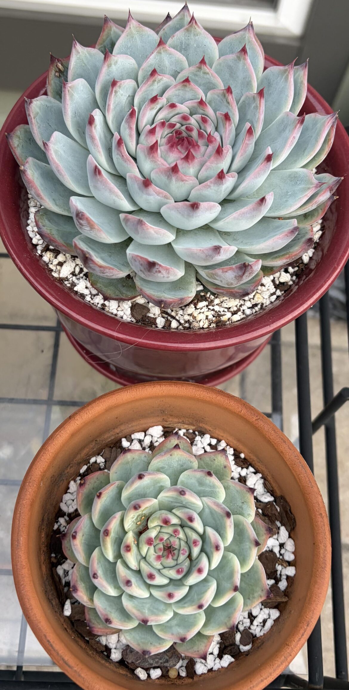 Echeveria chihuahuaensis and offset. Color differences, Grow lights vs outside. Glazed vs terra cotta.