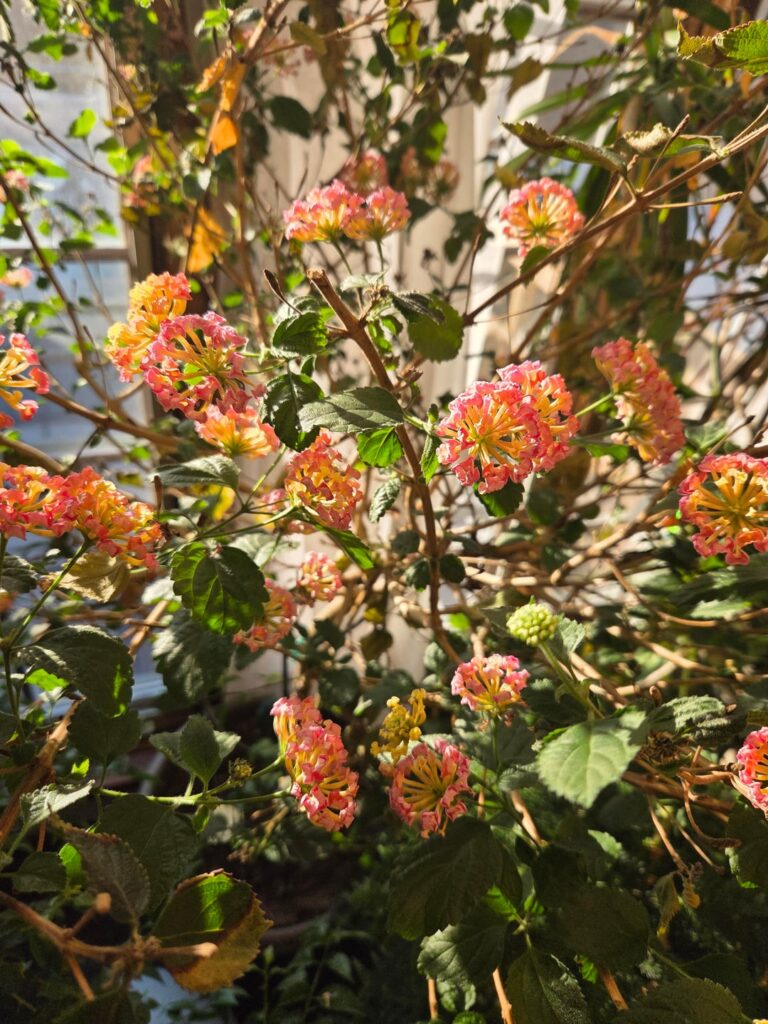 My lantana tree is flowering!