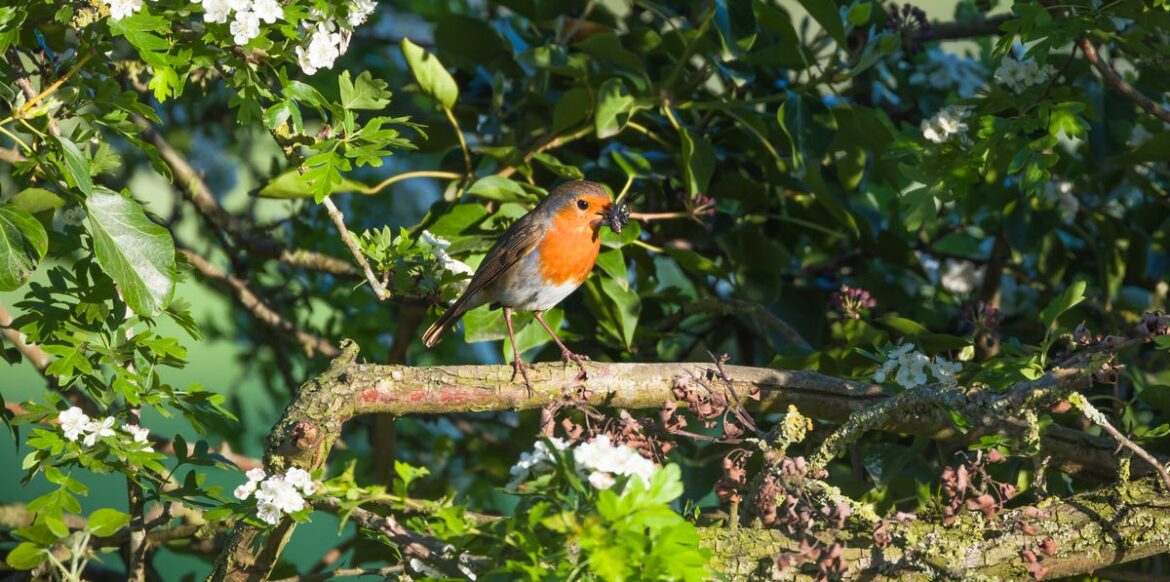 4 Garden Birds Nesting Now In The UK – What To Look For In Your Garden 4 Garden Birds Nesting Now In The UK – What To Look For In Your Garden