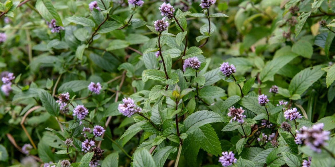 This Whimsical RHS Chelsea Flower Show Garden Is a Must-See for Tea Lovers