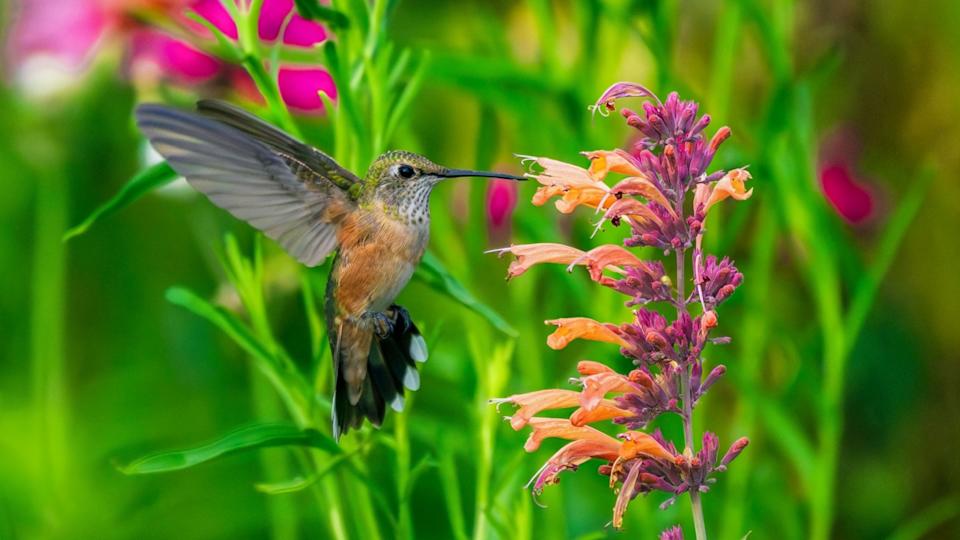 A female Broad-tailed Hummingbird hovering by Hummingbird Mint flowers (Agastache rupestris) in a colorful Summer garden.