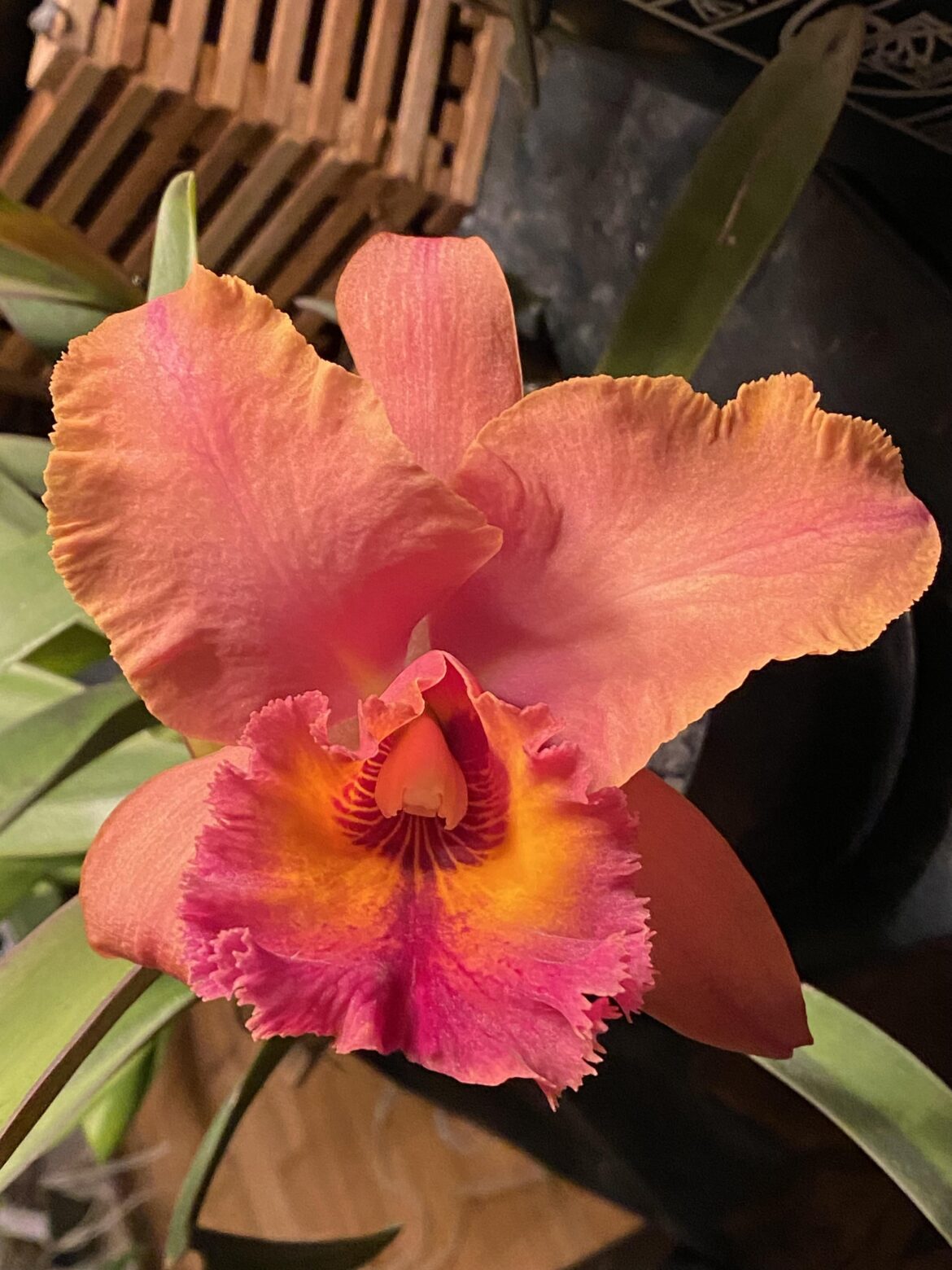 Blc. Robert Ferguson ‘Rainbow Sherbert'