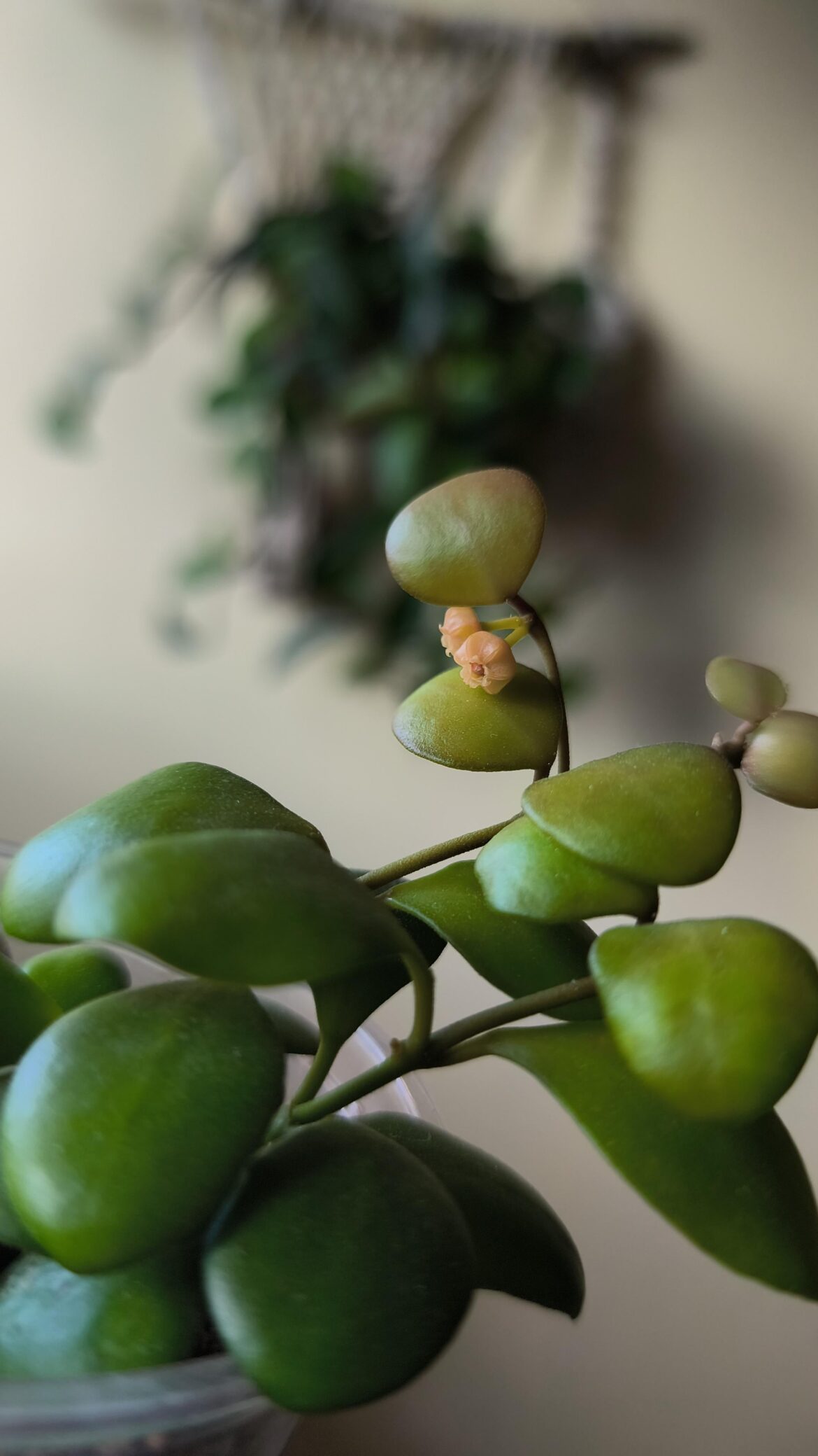Joya heuskeliana