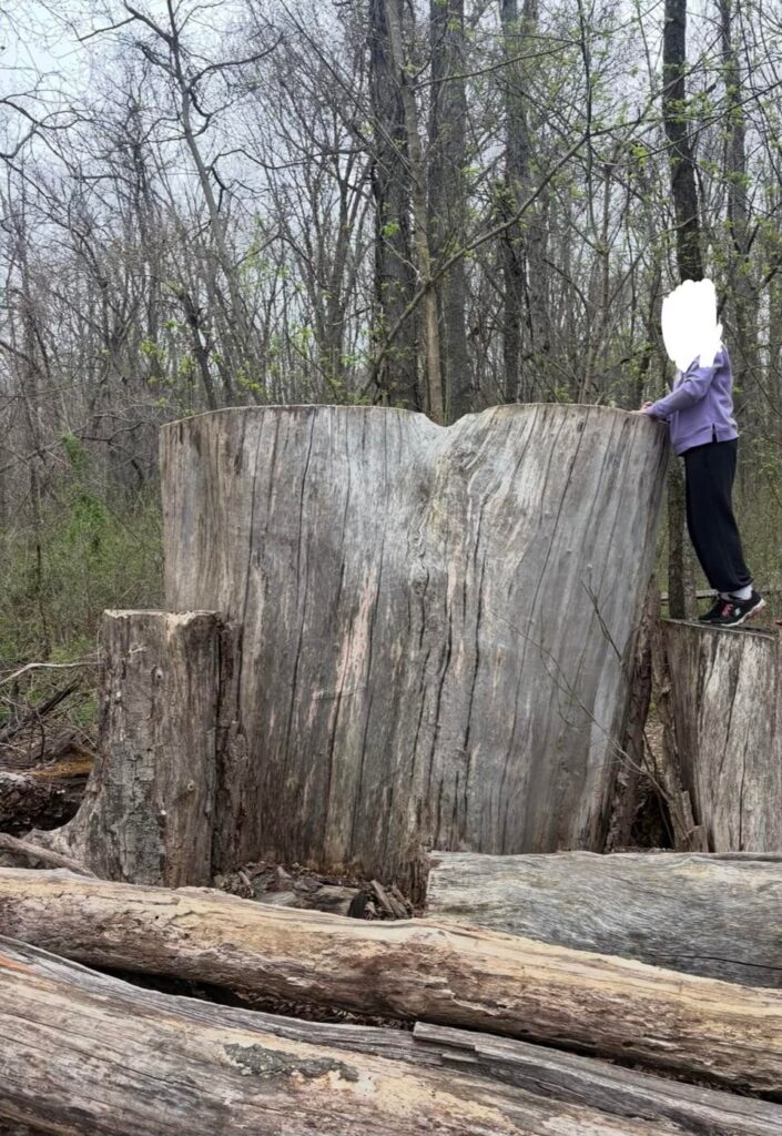 Massive stump! So curious about how big this tree might have been. Mostly just wanted to share Massive stump! So curious about how big this tree might have been. Mostly just wanted to share