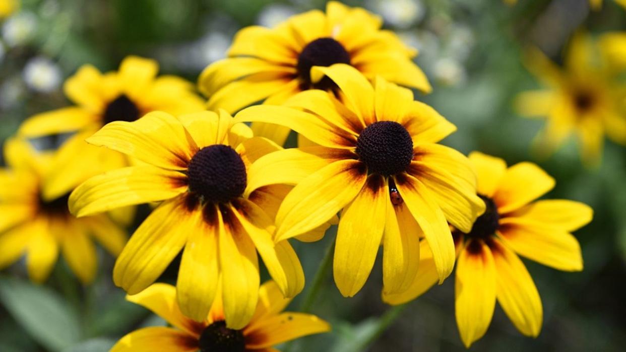 Rudbeckia Hirta. wild flower in nature. beautiful yellow flowers. floral background. big spring or summer flower. Rudbeckia hirta, Marmelade, is a nice garden plant