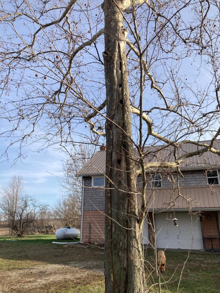 Advice on Sycamore Tree