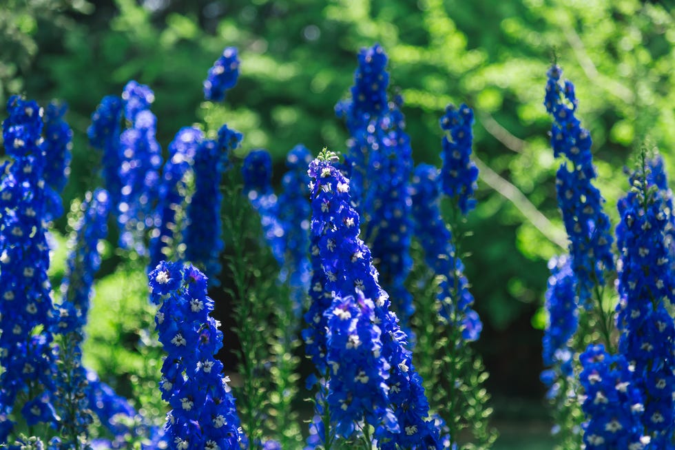 old fashioned flowers delphinium